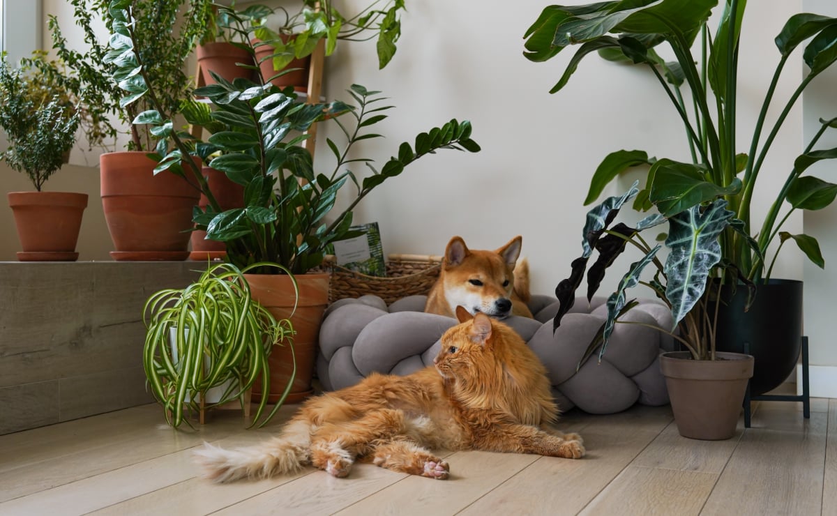 25 plantas tóxicas para evitar se você tiver animais em casa