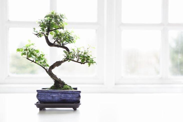 Foto de como cuidar de bonsai 62 - 33