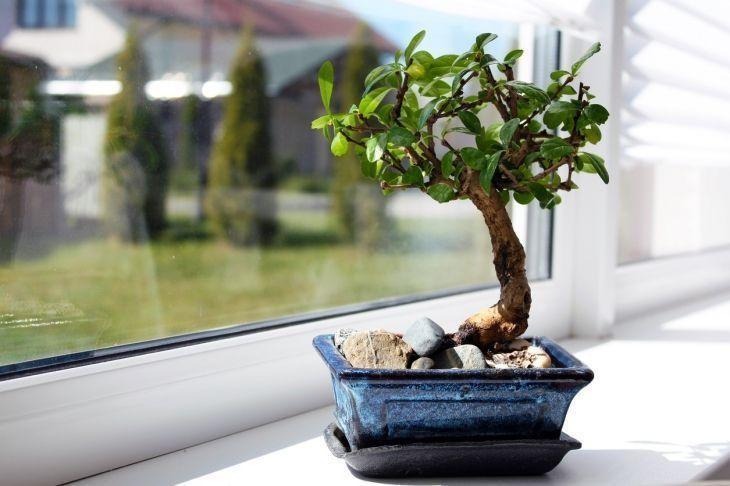 Foto de como cuidar do bonsai 10 - 21