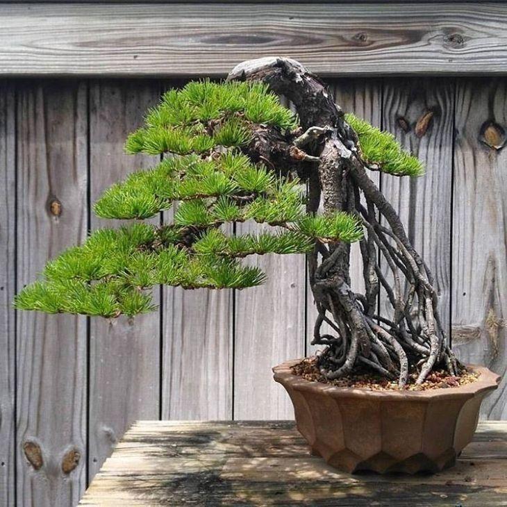 Foto de como cuidar do bonsai 11 - 22