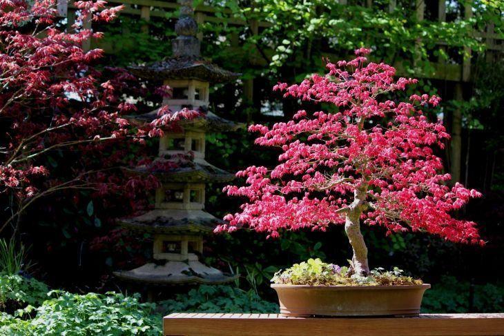 Foto de como cuidar do bonsai 12 - 23
