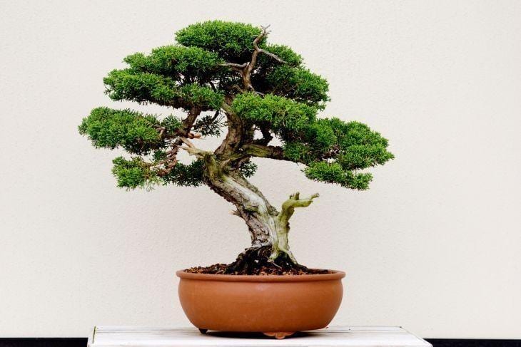 Foto de como cuidar do bonsai 13 - 24
