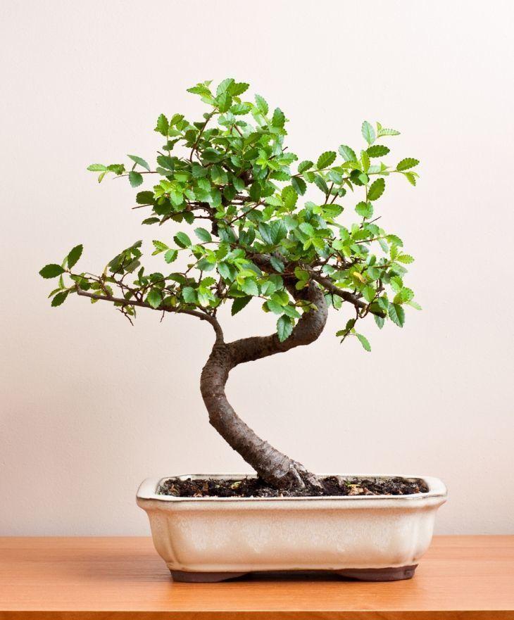 Foto de como cuidar do bonsai 16 - 27