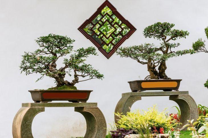 Foto de como cuidar do bonsai 17 - 28