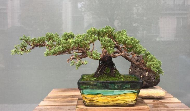 Foto de como cuidar do bonsai 18 - 27