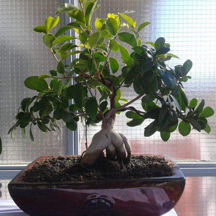 Foto de como cuidar do bonsai 19 - 28