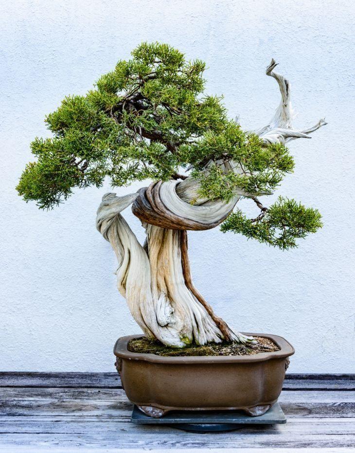 Foto de como cuidar do bonsai 2 - 11