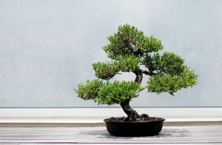 Foto de como cuidar do bonsai 23 - 32
