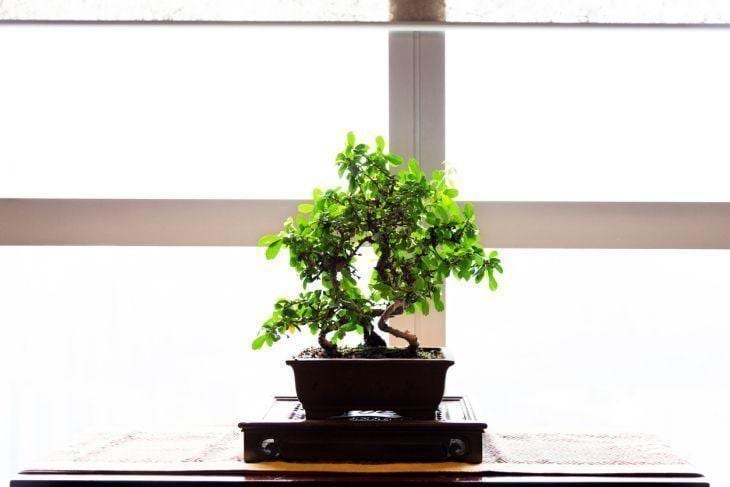 Foto de como cuidar do bonsai 29 - 40