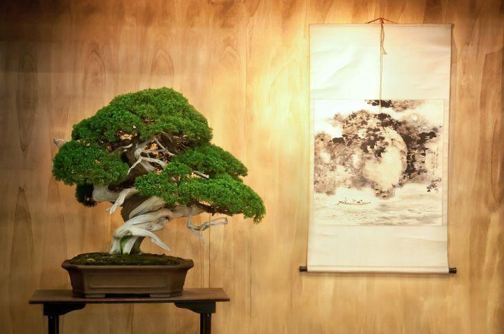 Foto de como cuidar do bonsai 3 - 14