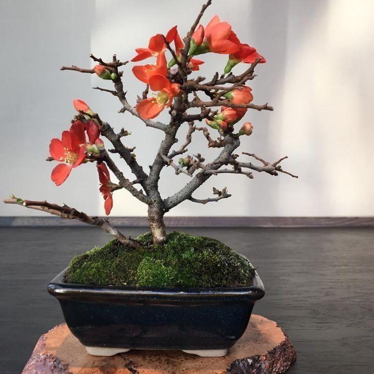 Foto de como cuidar do bonsai 30 - 39