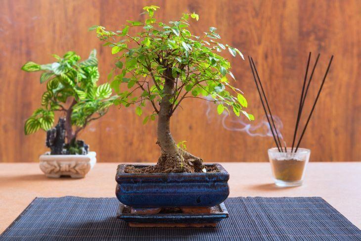 Foto de como cuidar do bonsai 4 - 15