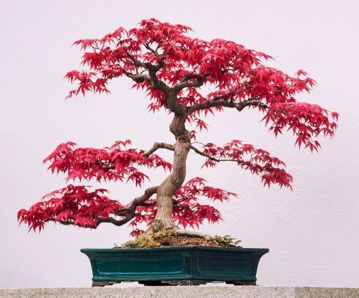Foto de como cuidar do bonsai 5 - 16