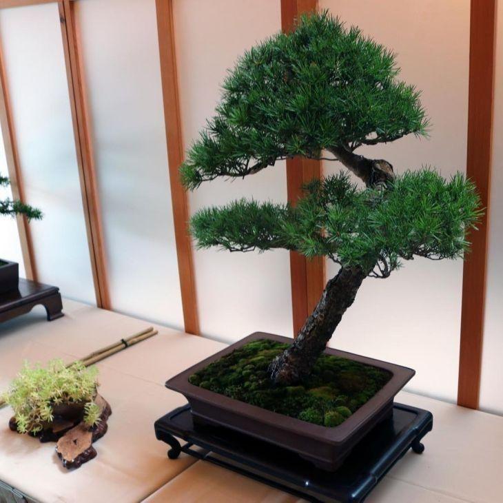 Foto de como cuidar do bonsai 7 - 16