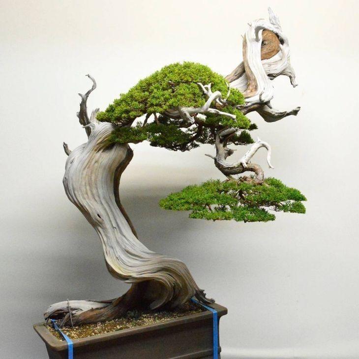 Foto de como cuidar do bonsai 8 - 19