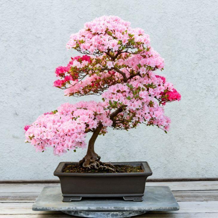 Foto de como cuidar do bonsai 9 - 18