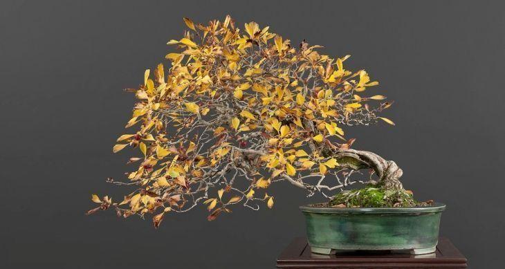 Foto de como cuidar do bonsai criatividade - 10