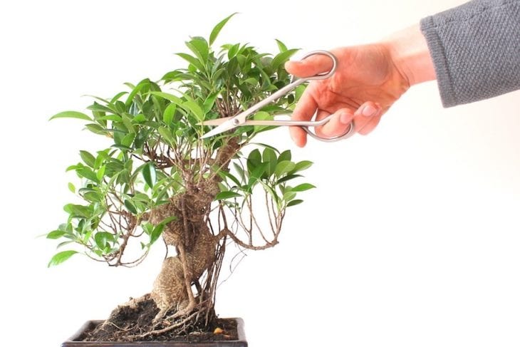 Foto de como cuidar do bonsai poda - 6