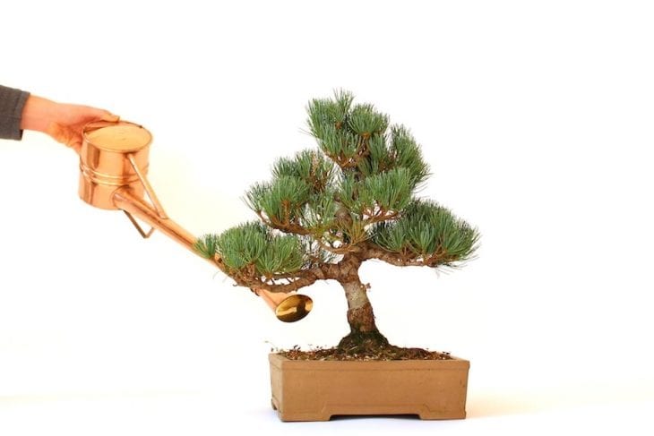 Foto de como cuidar do bonsai rega - 2