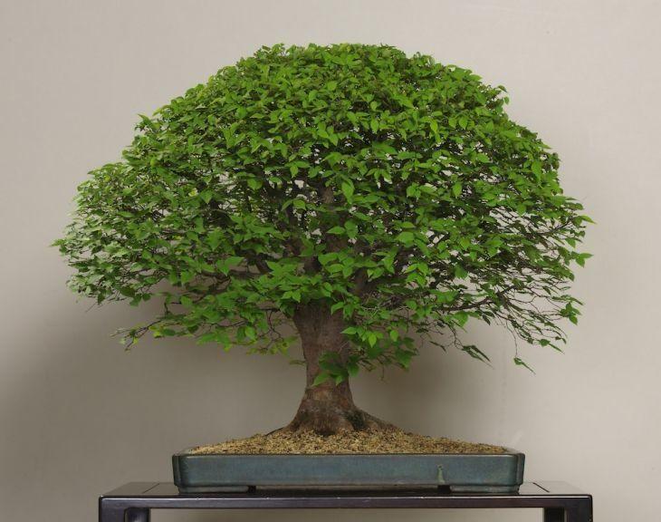 Foto de como cuidar do bonsai sol - 1