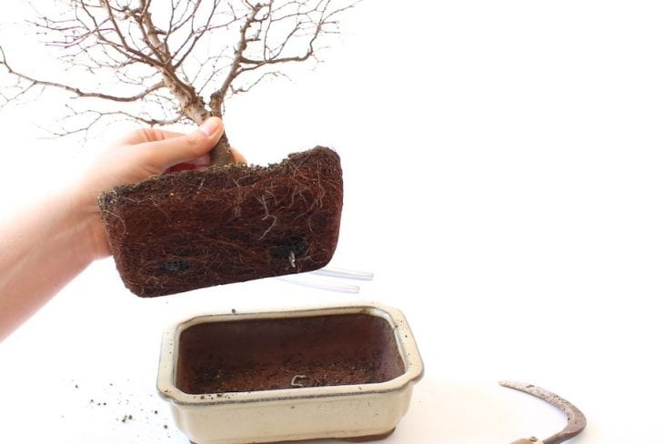 Foto de como cuidar do bonsai transplantar - 5