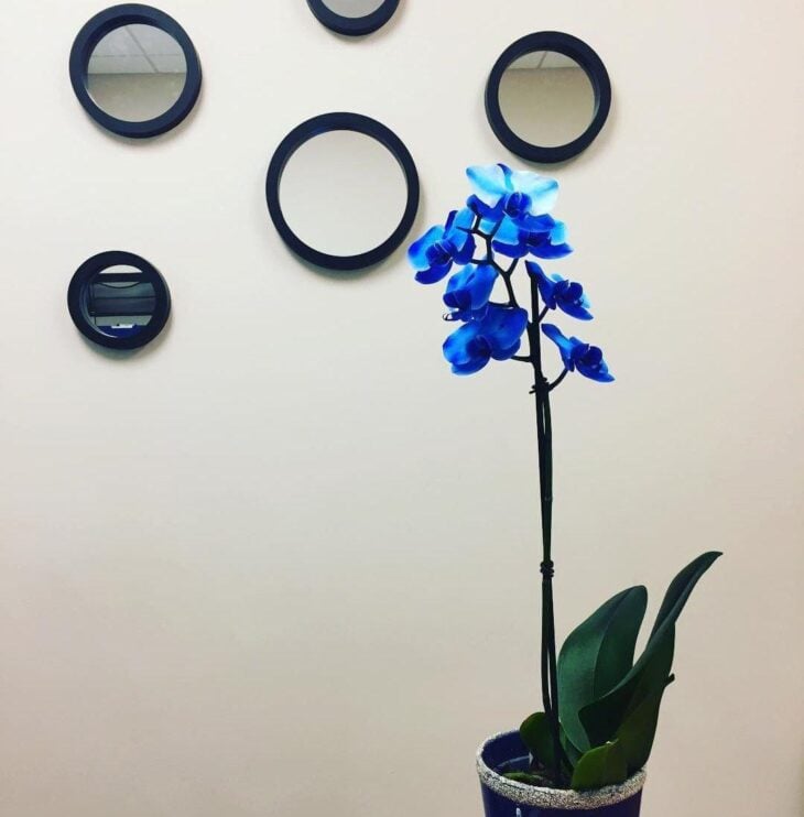 Foto de orquidea azul 10 - 15