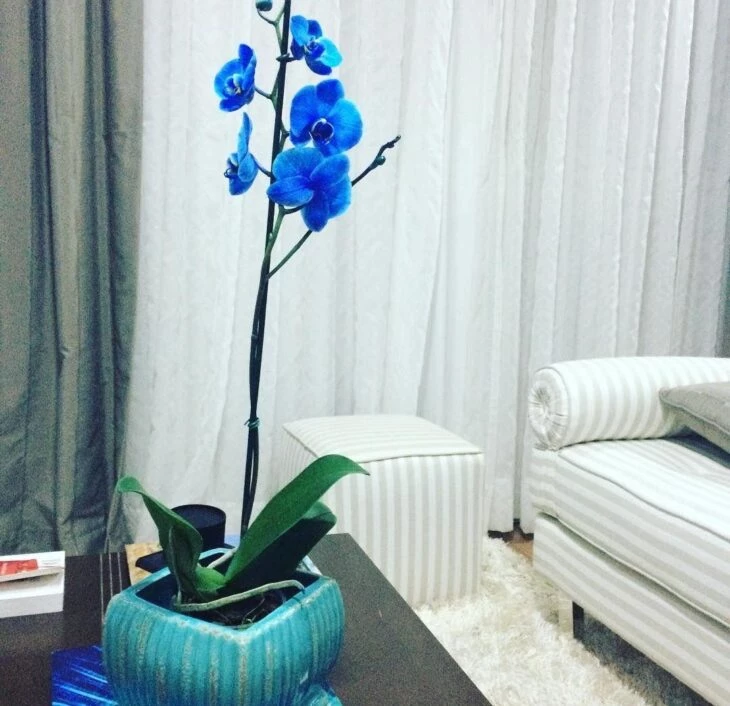 Foto de orquidea azul 11 - 16