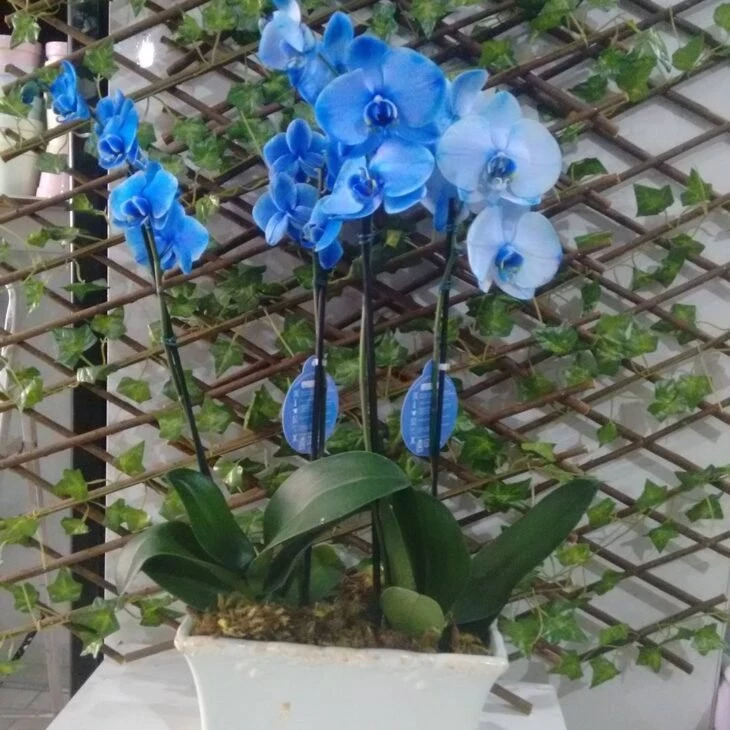 Foto de orquidea azul 18 - 8