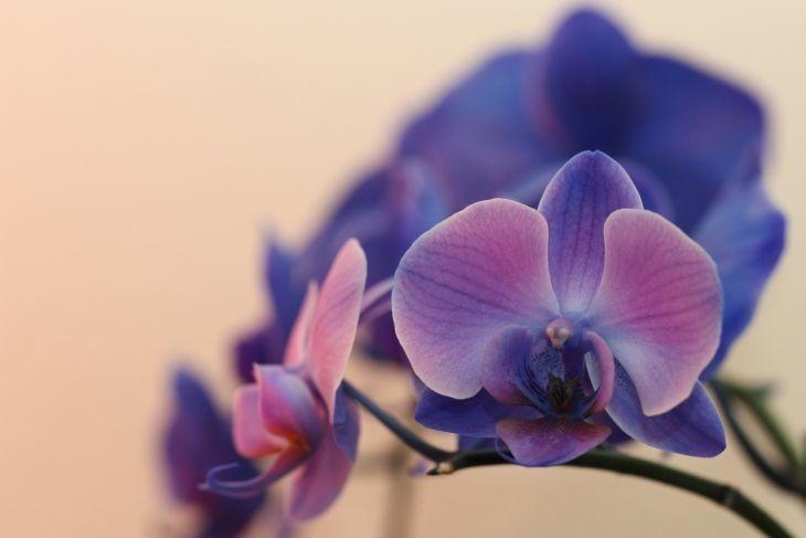 Foto de orquidea azul 21 - 4