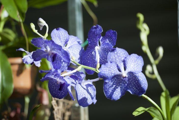 Foto de orquidea azul 22 - 5
