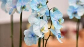 Foto de orquidea azul - 3