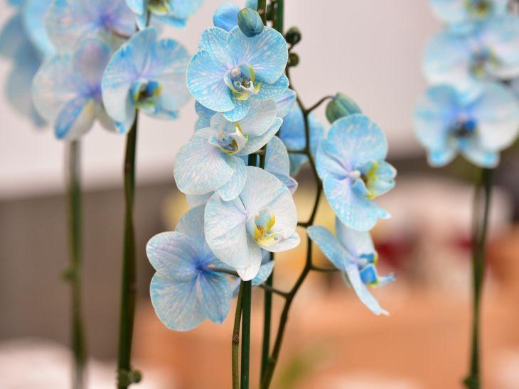 Orquídea azul: como cultivar e usar a planta na decoração da sua casa