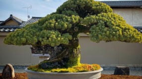 Foto de como cuidar de bonsai 0 - 3