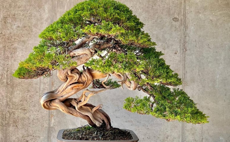 Foto de como cuidar de bonsai 002 - 11