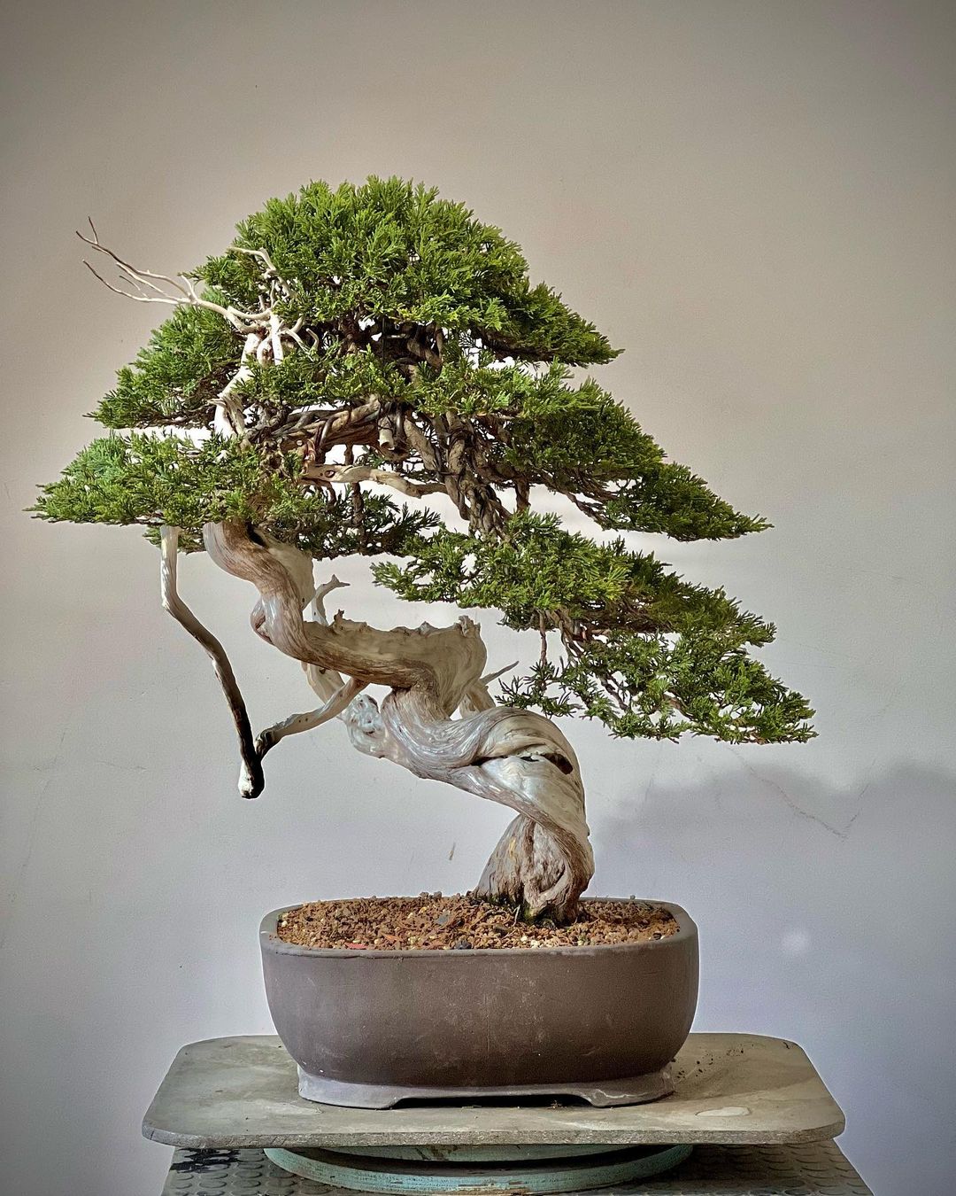 Foto de como cuidar de bonsai 021 - 32
