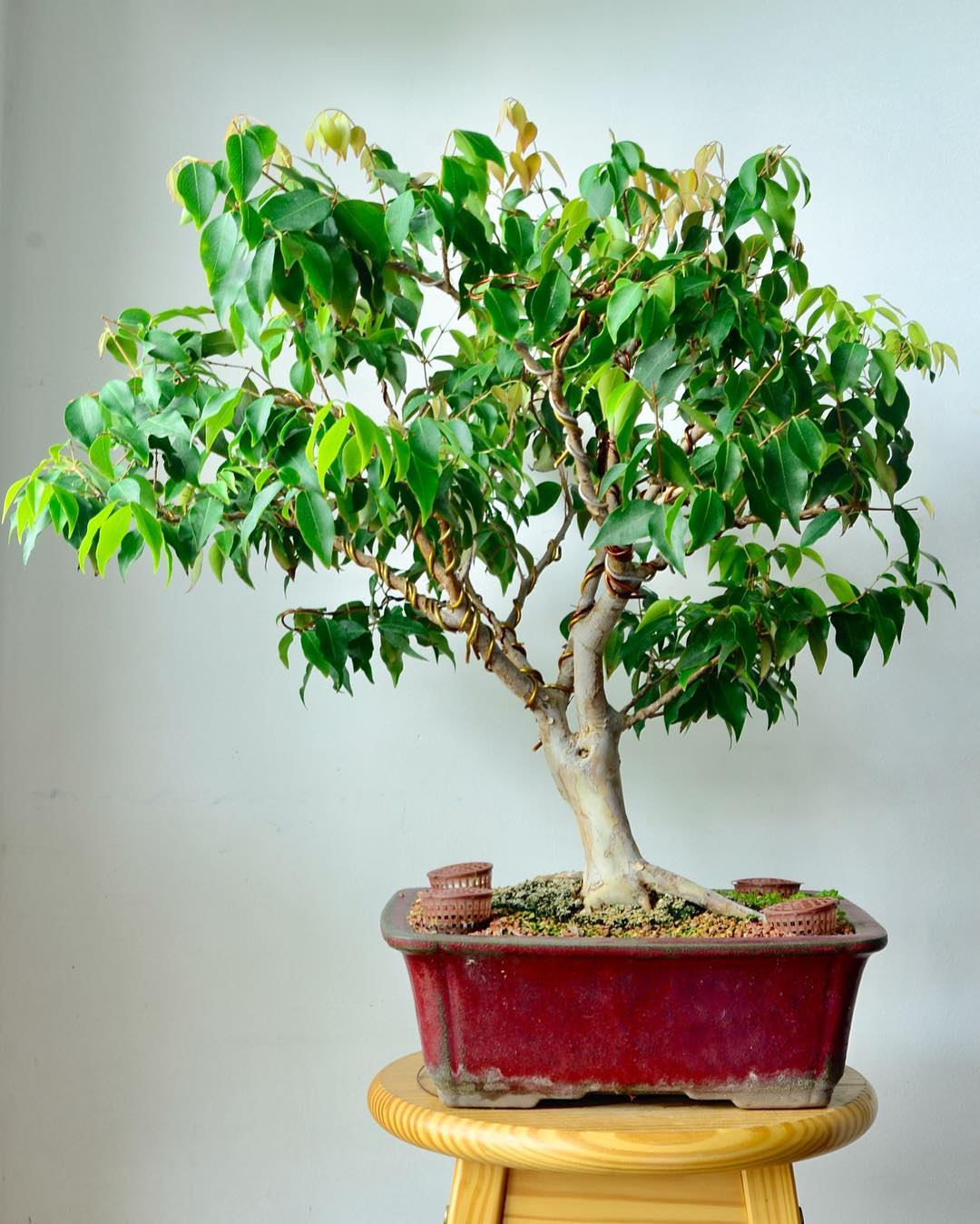 Foto de como cuidar de bonsai 025 - 36