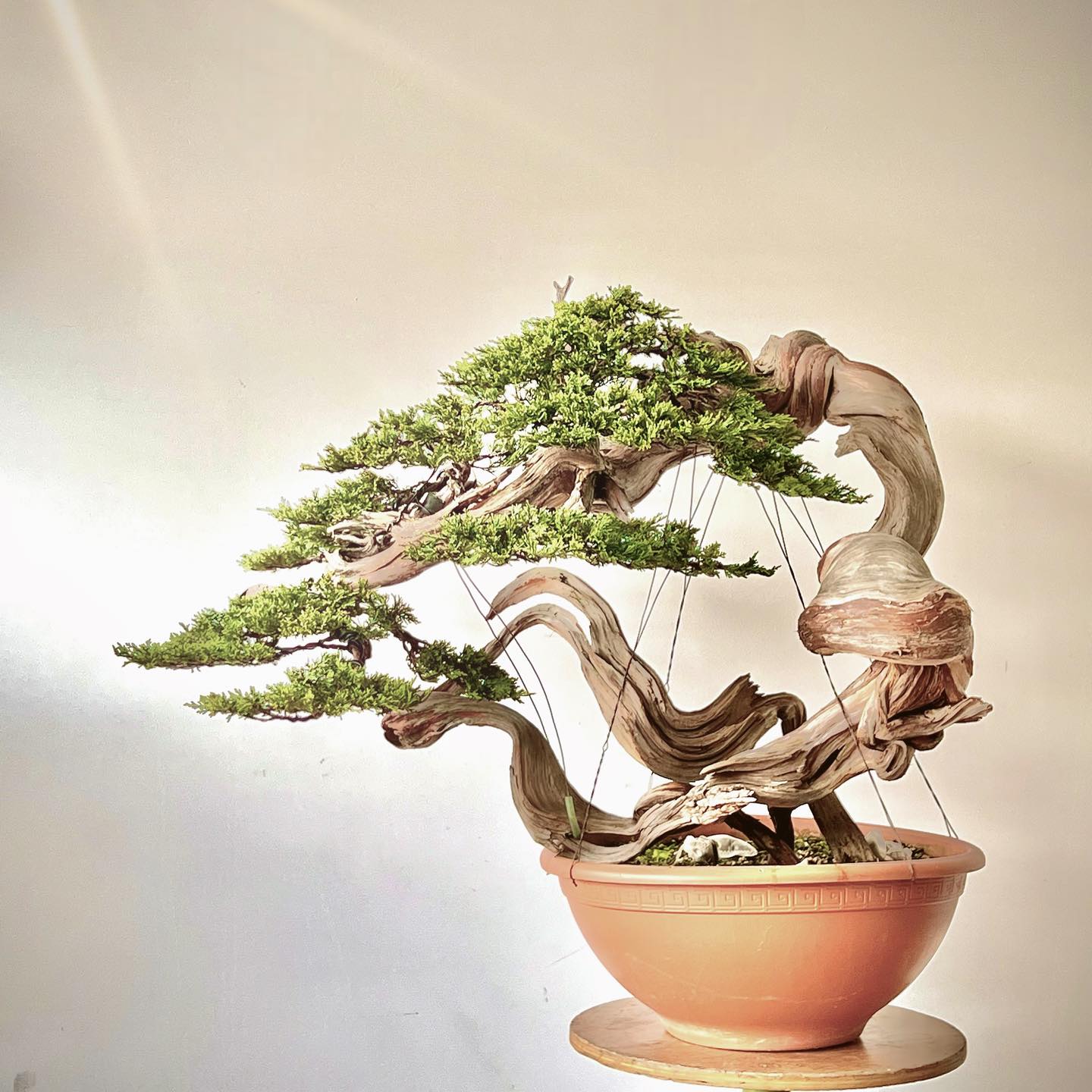 Foto de como cuidar de bonsai 028 - 39