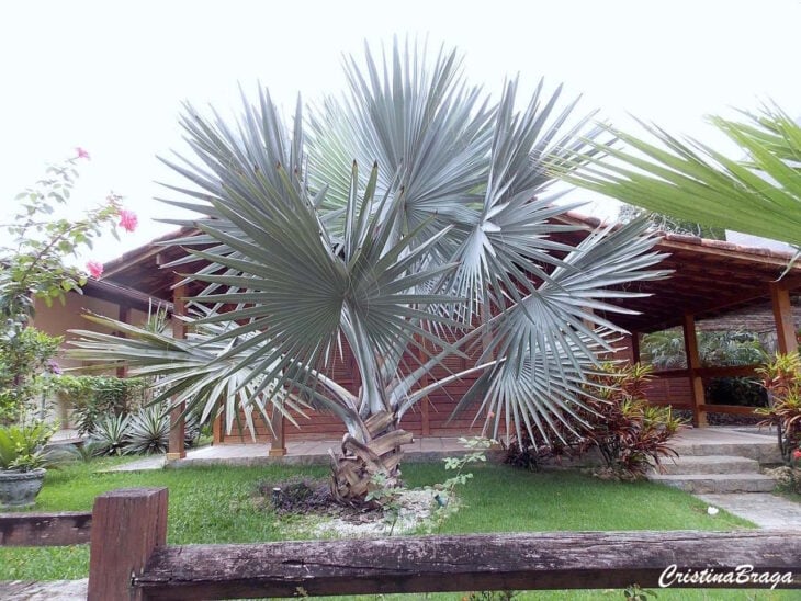 Foto de palmeira azul 20 - 23