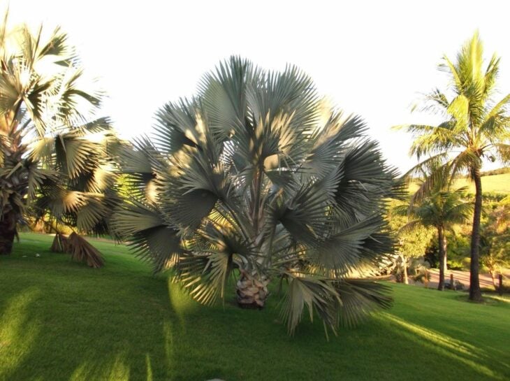 Foto de palmeira azul 23 - 26