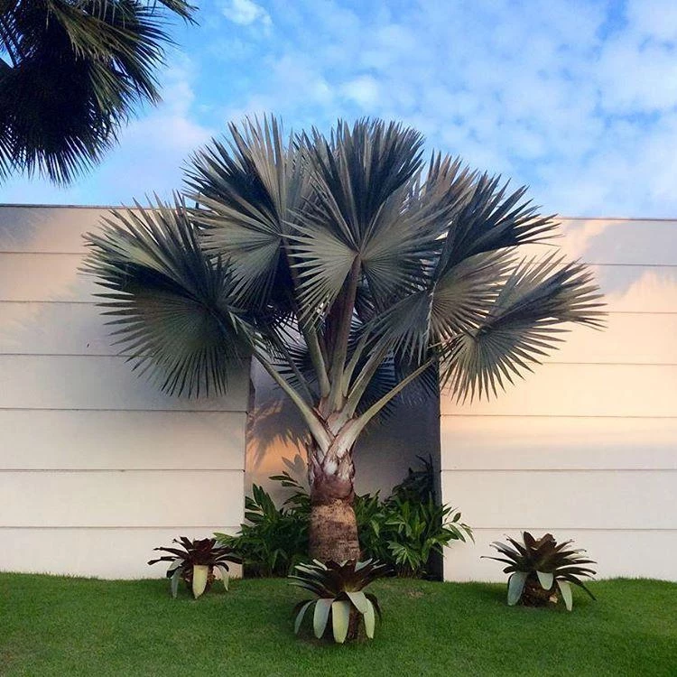 Aposte na palmeira azul para decorar seu jardim