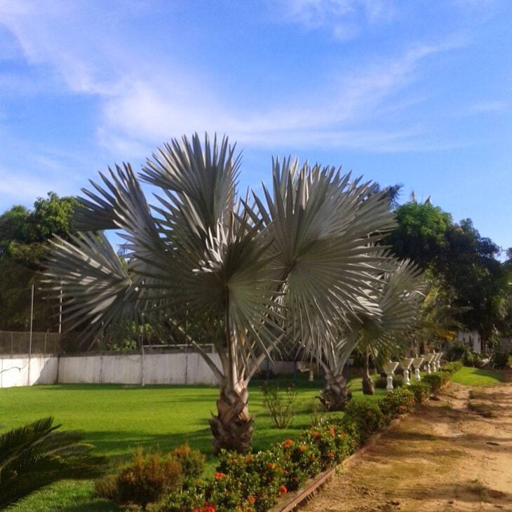 Foto de palmeira azul 3 - 6