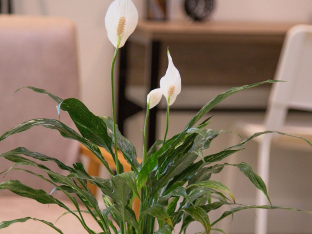Lírio-da-paz: como cuidar e cultivar essa linda planta em casa