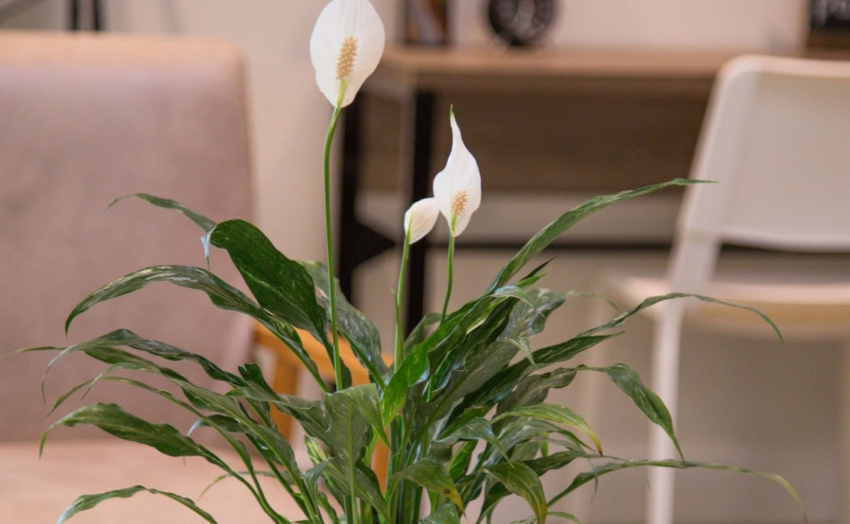 Lírio-da-paz: como cuidar e cultivar essa linda planta em casa