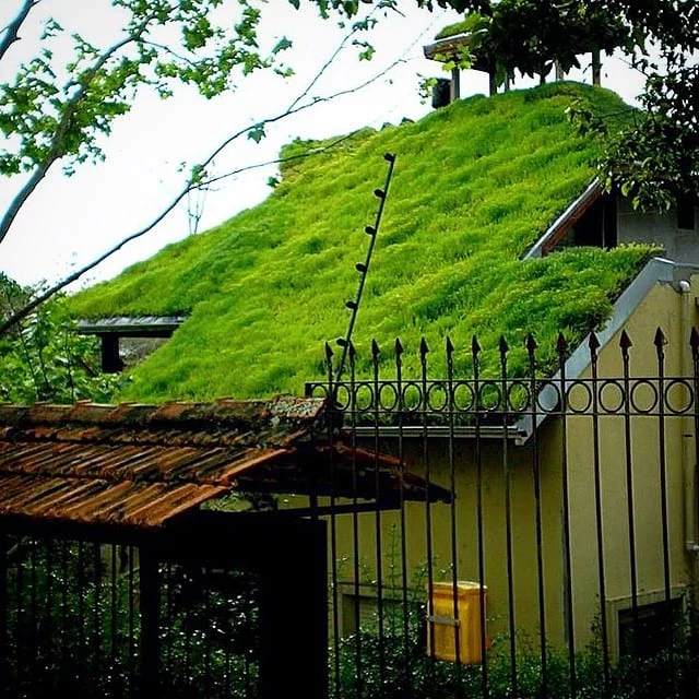 Foto de telhado verde 49 - 54