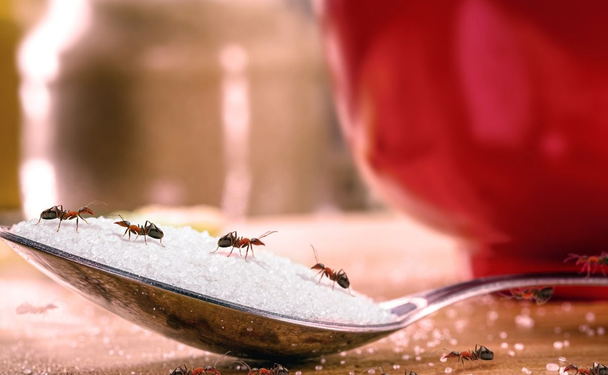 Como acabar com formigas de formas simples e natural