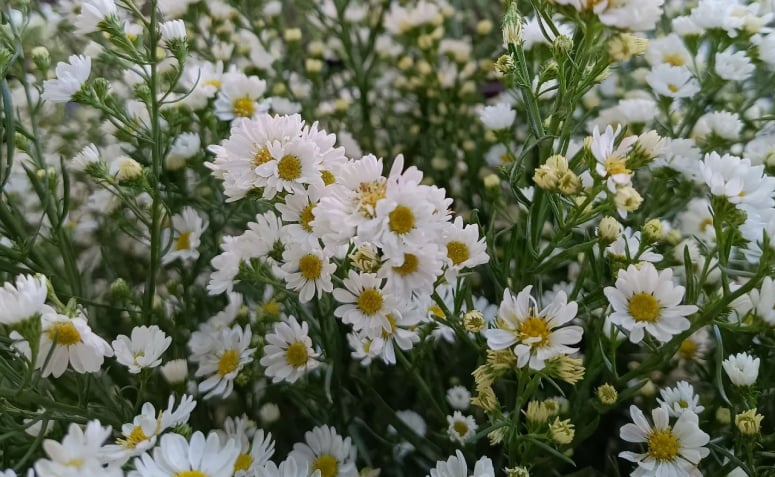 Foto de flores para jardim 019 - 30