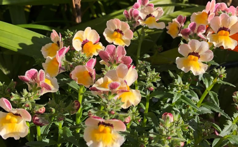 Foto de flores para jardim 077 - 84