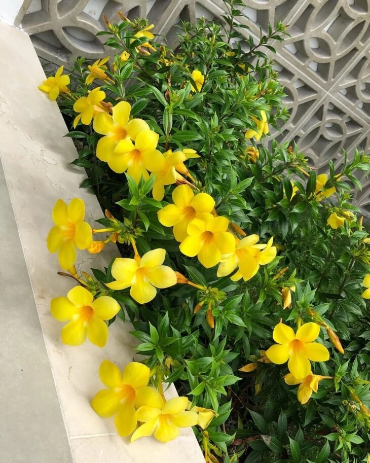 Amarílis: aprenda a plantar e cultivar essa linda flor em casa
