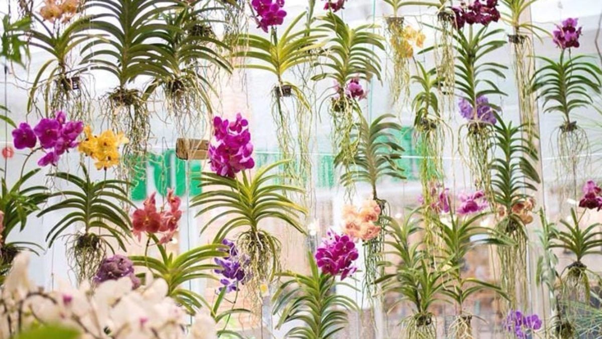 Orquídea Vanda: como cuidar, plantar e fazer mudas (25 fotos)
