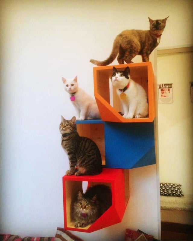 Foto de brinquedos para gatos 15 - 18
